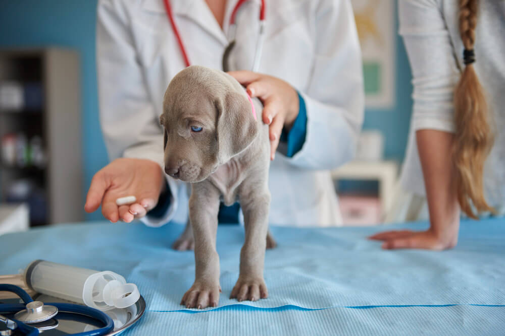 tłumaczenia dla branży weterynaryjnej - dogadamycie.pl